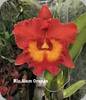 Rlc. Siam Orange